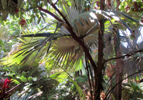 Lush tropical foliage with large palm leaves and vibrant greenery, creating a dense jungle atmosphere.
