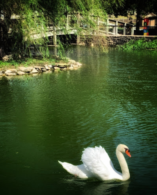 A graceful white swan glides across a serene green pond, with a bridge and trees in the background.