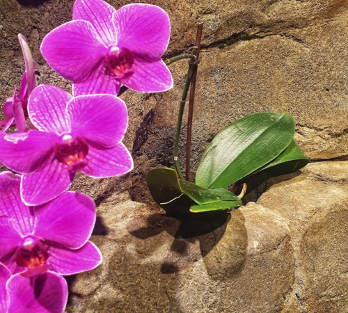Close-up of vibrant pink orchids against a textured stone background, with a green leaf partially visible.