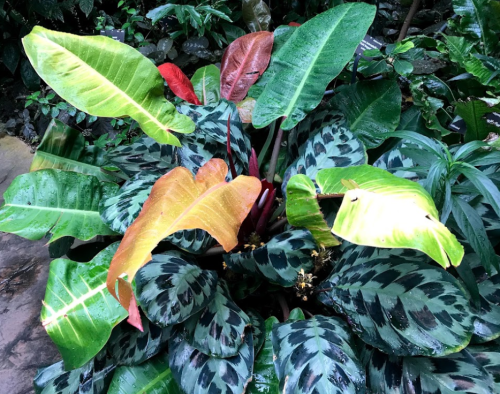 A lush plant with large, patterned leaves in various shades of green, yellow, and red, surrounded by other greenery.