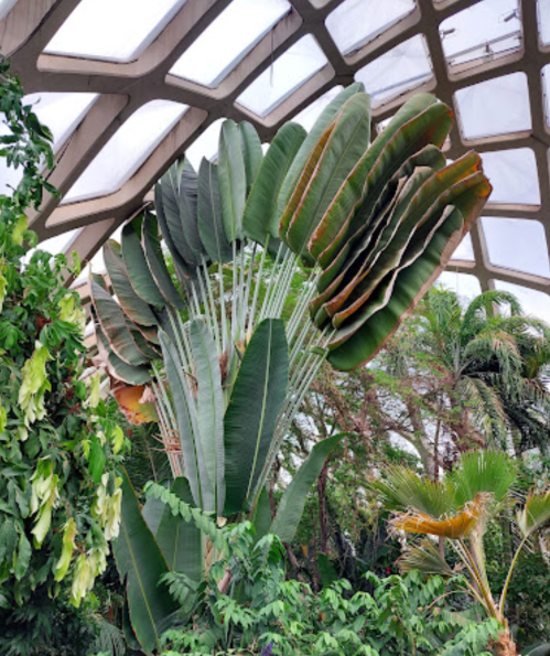 A large tropical plant with broad, fan-like leaves inside a greenhouse with a geometric ceiling.