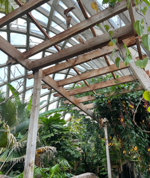 A view of a greenhouse interior with wooden beams, lush greenery, and a glass roof letting in natural light.