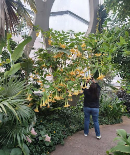 A person stands in a greenhouse surrounded by lush greenery and vibrant yellow flowers hanging from a tree.