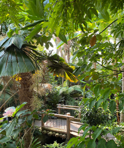 Lush tropical garden with a wooden bridge surrounded by vibrant greenery and palm leaves.