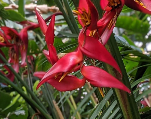 Vibrant red heliconia flowers with yellow accents, surrounded by lush green foliage.