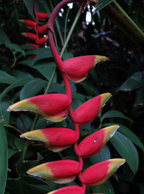 A close-up of vibrant red and yellow tropical flowers hanging from a green plant in a lush environment.