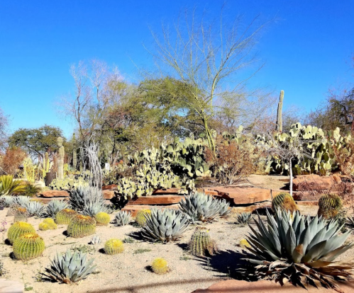 A desert landscape featuring various cacti and succulents under a clear blue sky.