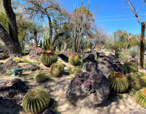 A desert landscape featuring various cacti and rocky terrain under a clear blue sky.