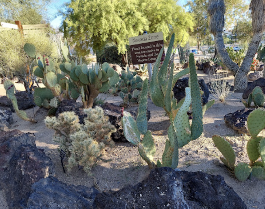 Ethel M Botanical Cactus Garden: Day Trip In Nevada