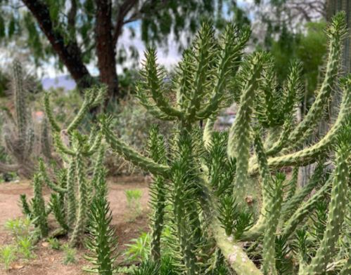 A cluster of tall, spiky cacti in a desert landscape with green foliage and trees in the background.