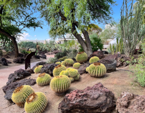 A desert garden featuring clusters of round cacti surrounded by rocks and trees under a blue sky.