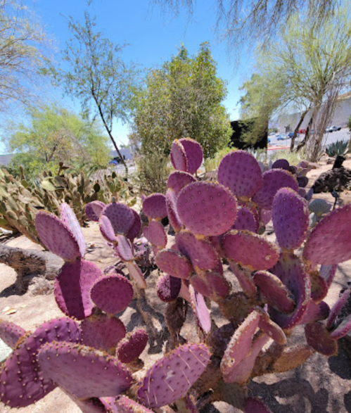 A vibrant cluster of purple prickly pear cacti in a sunny desert landscape.