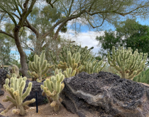 A cluster of cacti with a rocky background and trees under a partly cloudy sky.