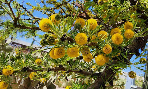 Bright yellow and green round flowers cluster on a leafy branch against a clear blue sky.