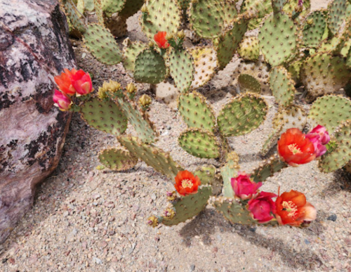 A close-up of a prickly pear cactus with vibrant red and orange flowers against a sandy background.