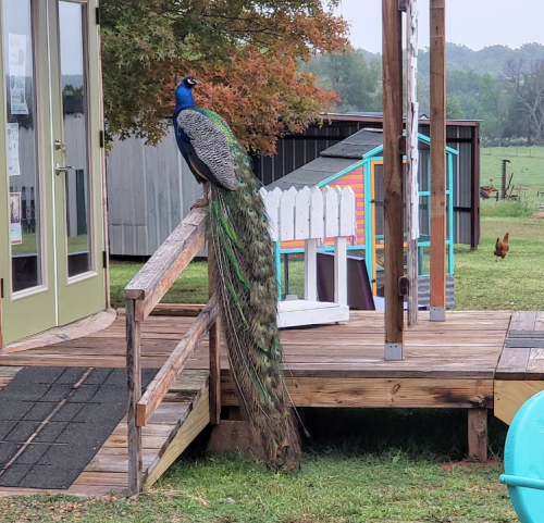 A peacock stands on a wooden railing, showcasing its vibrant tail, with a colorful playhouse and chickens in the background.