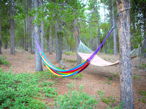 Two colorful hammocks are strung between trees in a forest, surrounded by greenery and pine trees.