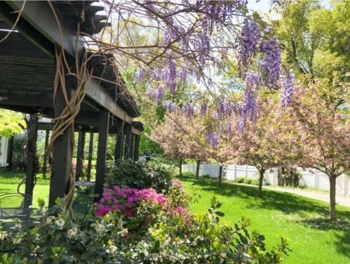 A vibrant garden with blooming wisteria and pink flowers, featuring a shaded patio area under a pergola.