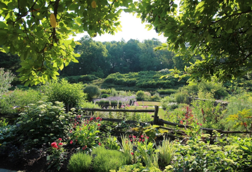 A vibrant garden scene with colorful flowers, lush greenery, and a wooden fence under a sunny sky.