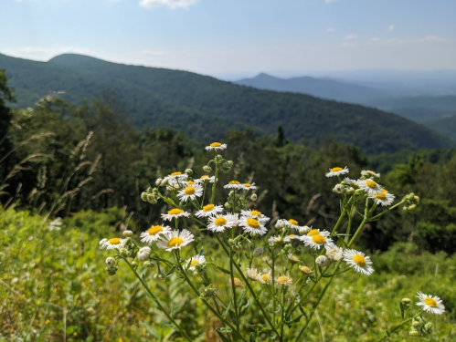 A cluster of daisies in the foreground with rolling green mountains and a blue sky in the background.