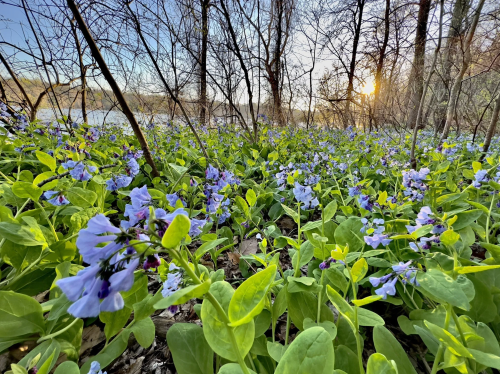 A field of purple flowers surrounded by trees, with a sunset reflecting on a nearby body of water.