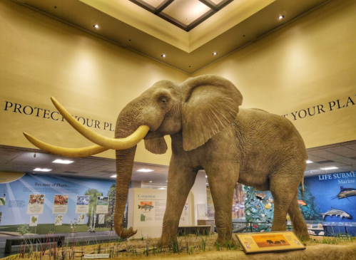 A large elephant statue displayed indoors, surrounded by informational panels about wildlife and conservation.