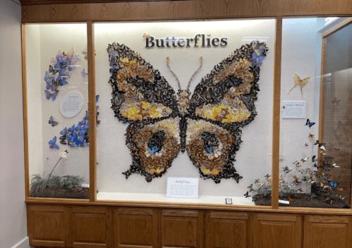 A large butterfly display made of various colorful butterflies, showcased in a wooden-framed exhibit.