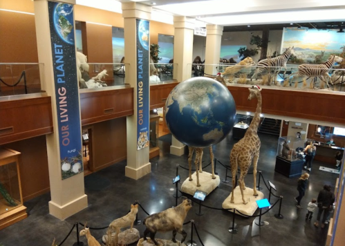 A museum interior featuring a large globe, giraffes, and various animal displays, with visitors exploring the space.