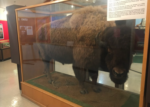 A mounted bison displayed in a glass case at a museum, with informational signage in the background.