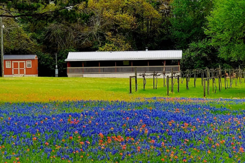 A vibrant field of bluebonnets and wildflowers in front of a rustic building and grapevines under a green tree canopy.