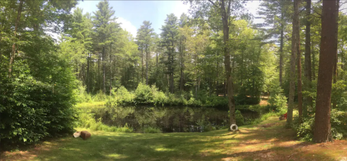 A serene forest scene with a pond surrounded by lush greenery and tall trees under a clear blue sky.