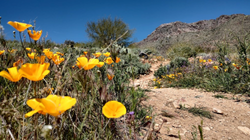 A vibrant landscape of yellow wildflowers along a dirt path, with mountains in the background under a clear blue sky.