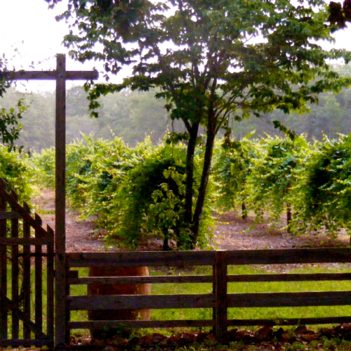 A wooden gate opens to a lush vineyard with green vines and a large tree in the background, under soft morning light.