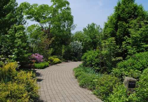 A winding path through a lush garden filled with vibrant greenery and blooming flowers under a clear blue sky.