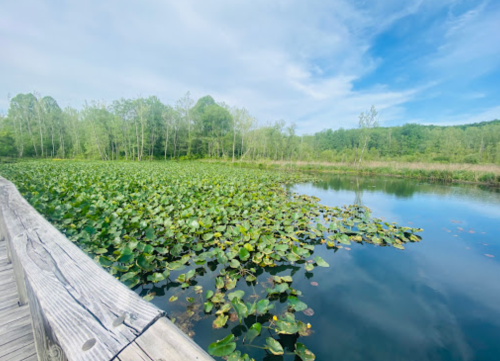 A serene pond covered with lily pads, surrounded by lush greenery and a clear blue sky. A wooden boardwalk is visible.