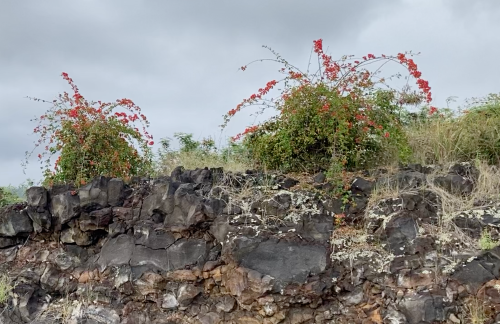 Vibrant red flowers bloom atop a rocky landscape under a cloudy sky.