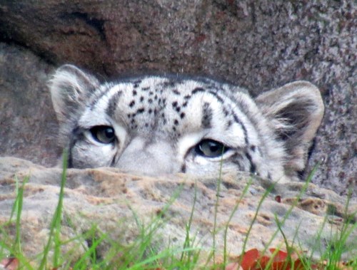 A close-up of a snow leopard's face peeking over a rock, with green grass in the foreground.