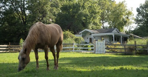 A tan horse grazes in a green field near a white house surrounded by trees and a wooden fence.