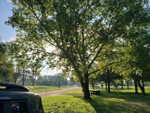 A sunlit park scene featuring a large tree, grassy areas, and a winding path in the background.