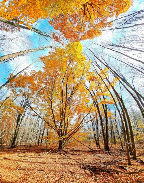 A vibrant forest scene with tall trees displaying bright orange and yellow leaves against a blue sky.
