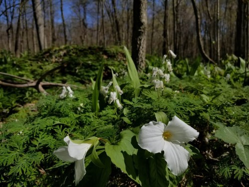 A lush forest scene featuring white trillium flowers among green foliage and trees in the background.