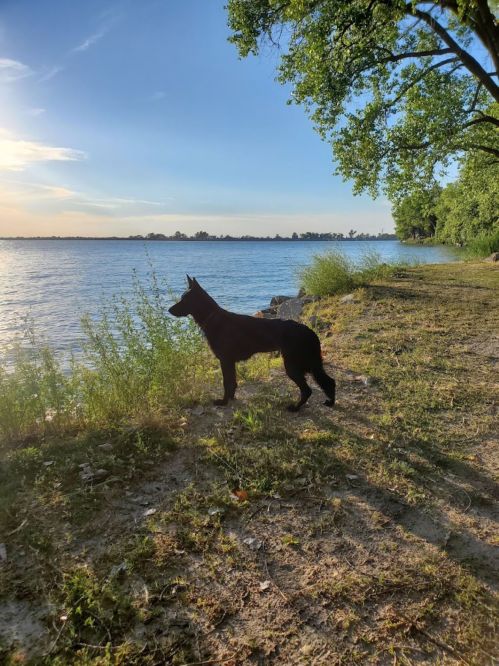 A black dog stands by a serene lake, surrounded by greenery and trees, with a clear sky in the background.