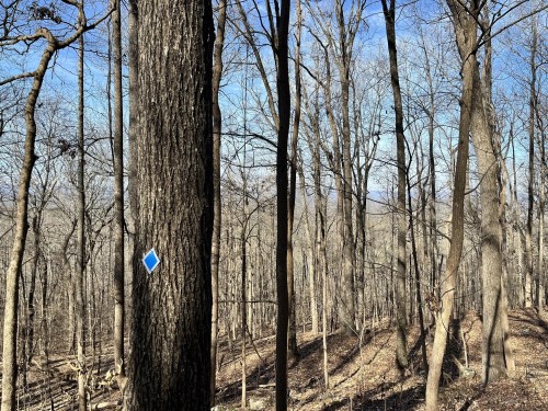 A blue trail marker on a tree in a sparse, leafless forest with distant hills visible in the background.