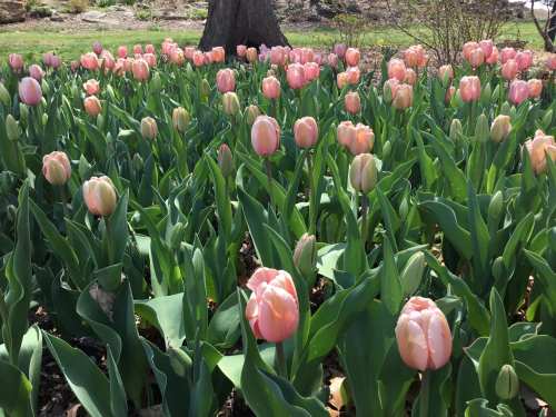 A vibrant field of pink tulips surrounded by lush green leaves under a sunny sky.