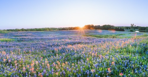 A vibrant field of bluebonnets and wildflowers under a clear sky, with the sun rising in the background.
