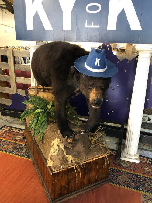 A taxidermy bear wearing a blue hat stands on a wooden display with ferns and a rustic background.