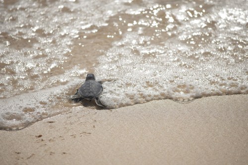 A small turtle makes its way towards the ocean, leaving tracks in the sand as waves gently wash over the shore.