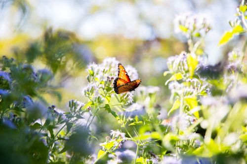 A vibrant orange butterfly perched on purple flowers in a sunlit garden.