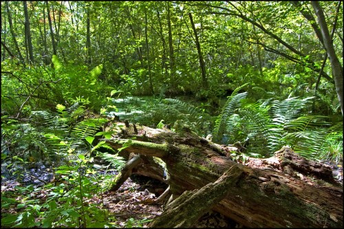A serene forest scene featuring lush ferns, a fallen log, and a tranquil pond surrounded by greenery.
