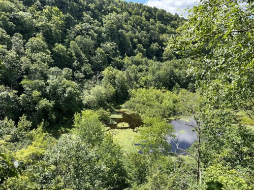 Lush green forest surrounds a tranquil pond, with vibrant vegetation reflecting in the water under a blue sky.